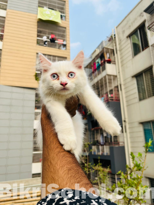 Traditional Persian male kitten